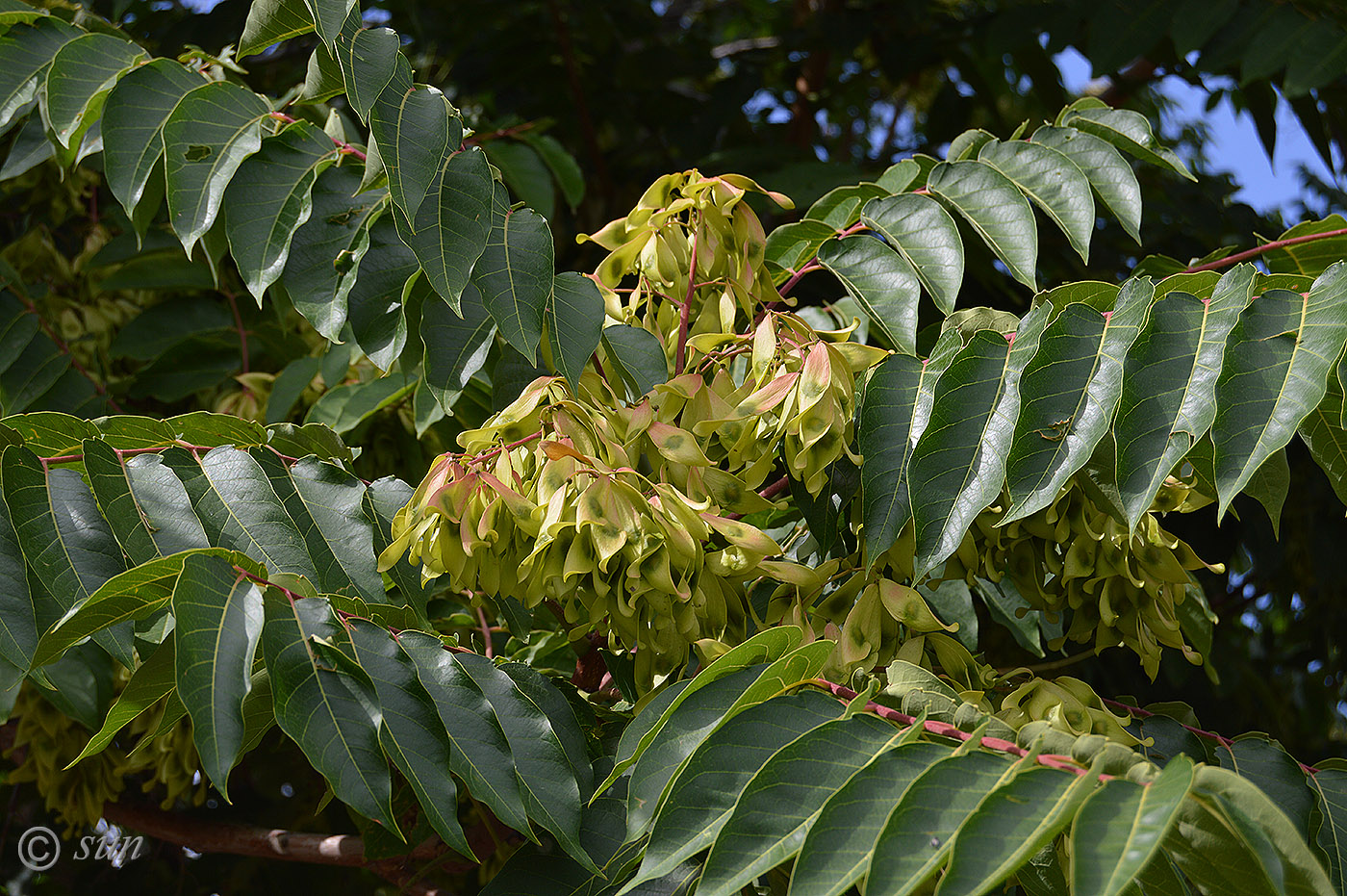 Image of Ailanthus altissima specimen.