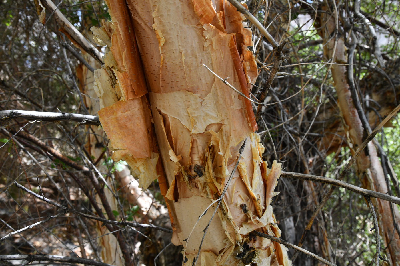 Изображение особи Betula pamirica.