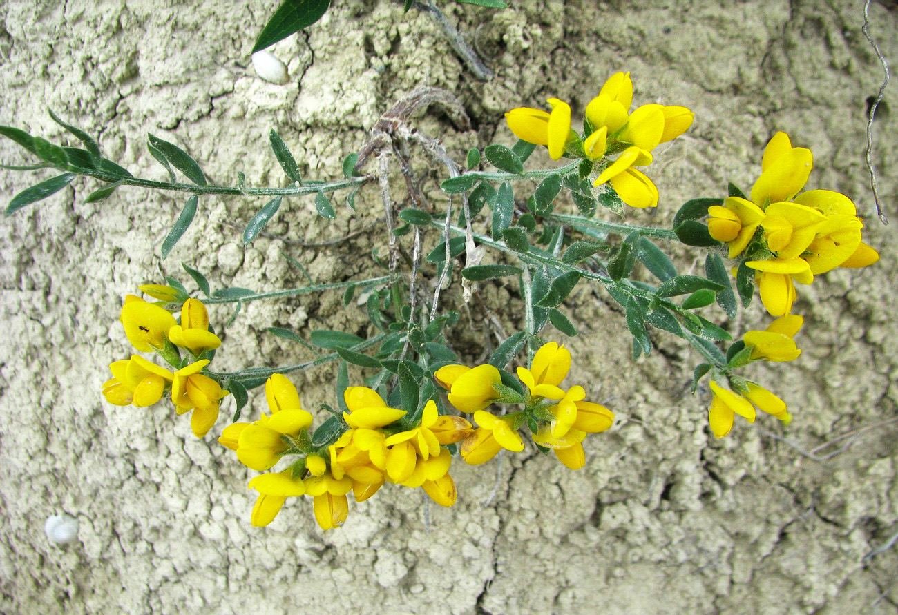 Image of Genista humifusa specimen.