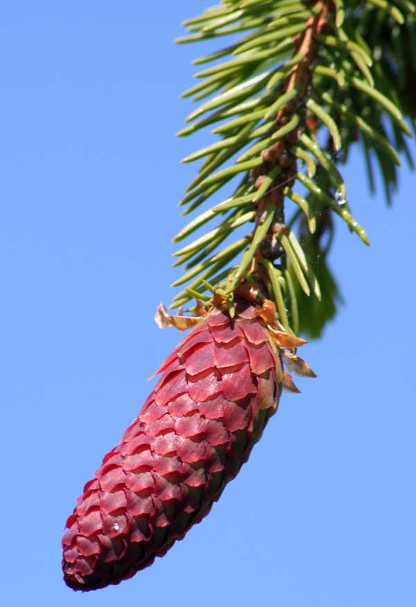 Image of Picea abies specimen.