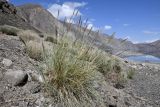 семейство Poaceae. Цветущее(?) растение. Таджикистан, Горно-Бадахшанская автономная обл., Рушанский р-н, хр. Северо-Аличурский, Ирхтские горы, Сарезское оз., Ирхтский залив, выс. ≈ 3100 м н.у.м., галечниковый берег древнего обвального дашта. 28 июня 2024 г.