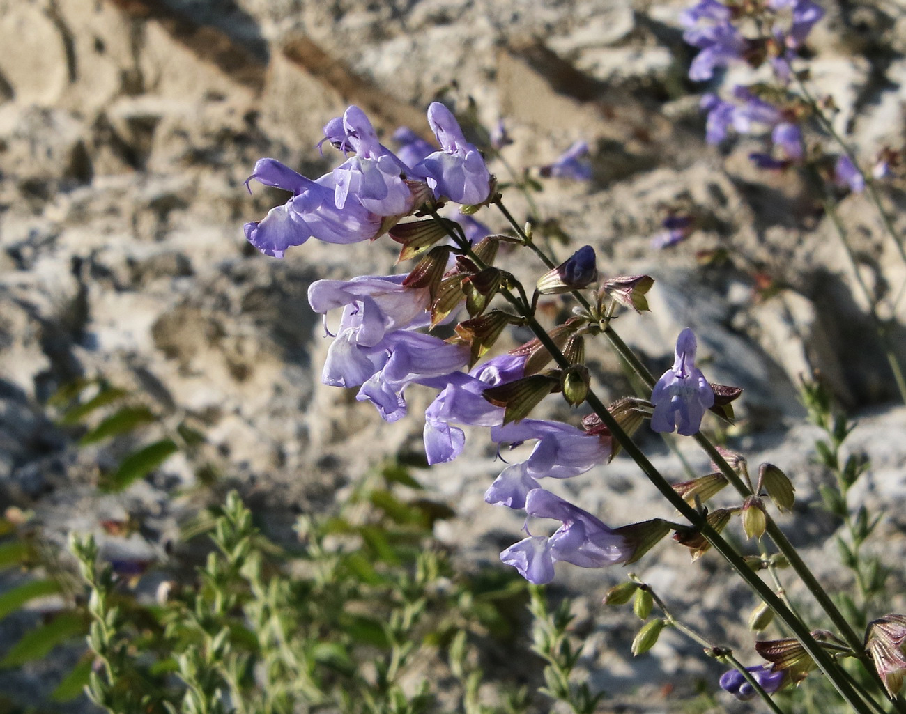 Image of Salvia ringens specimen.