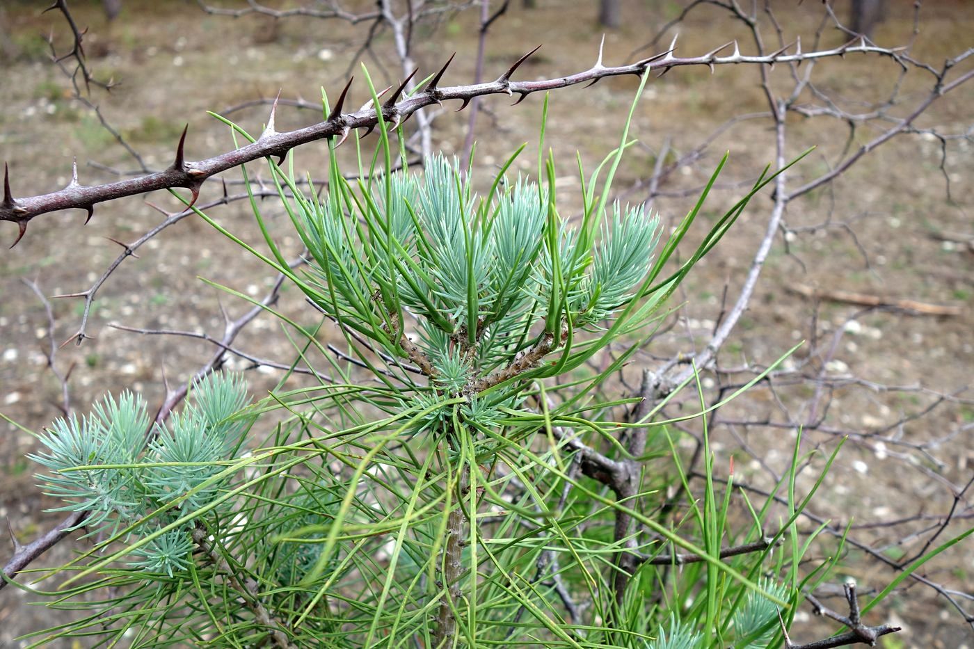 Изображение особи Pinus pinea.