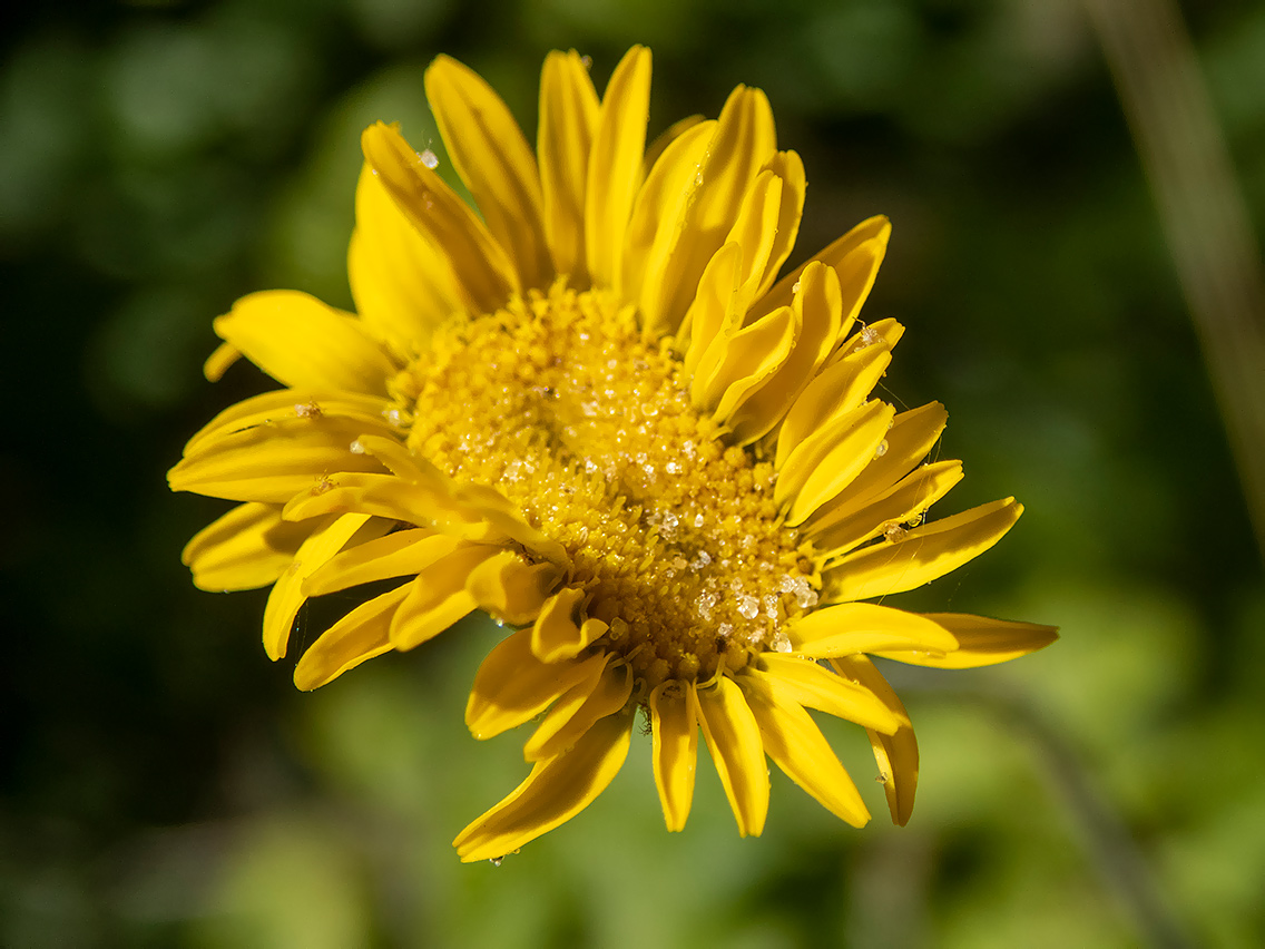 Изображение особи Anthemis monantha.