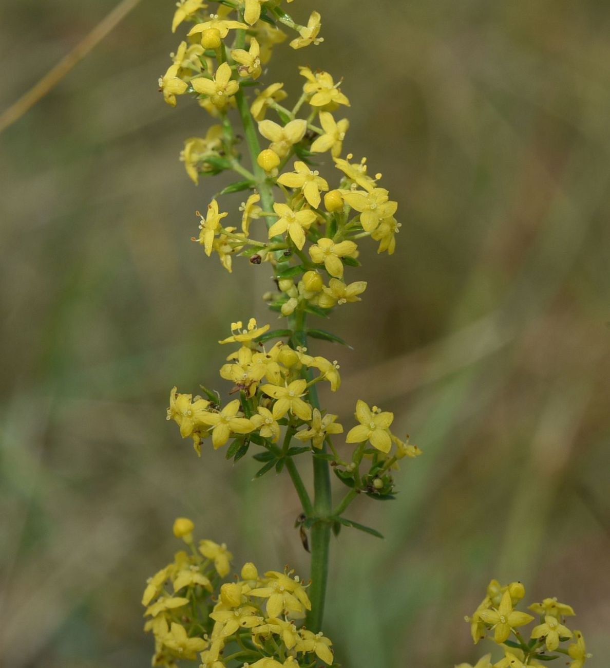 Изображение особи Galium verum.