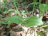 Maianthemum bifolium. Цветущее растение. Хабаровский край, окр. г. Комсомольск-на-Амуре, смешанный лес. 26.06.2024.