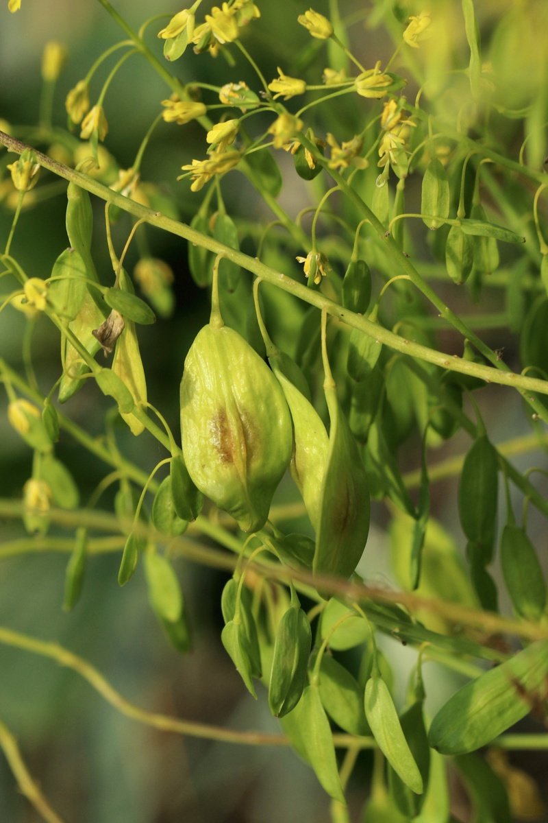 Изображение особи Isatis tinctoria.