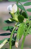 Vicia hyrcanica