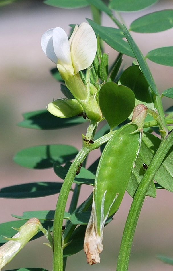 Изображение особи Vicia hyrcanica.