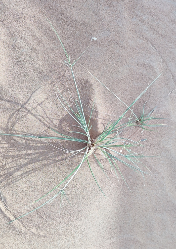 Изображение особи Cyperus conglomeratus.