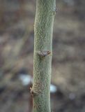 View full-size image genus Salix