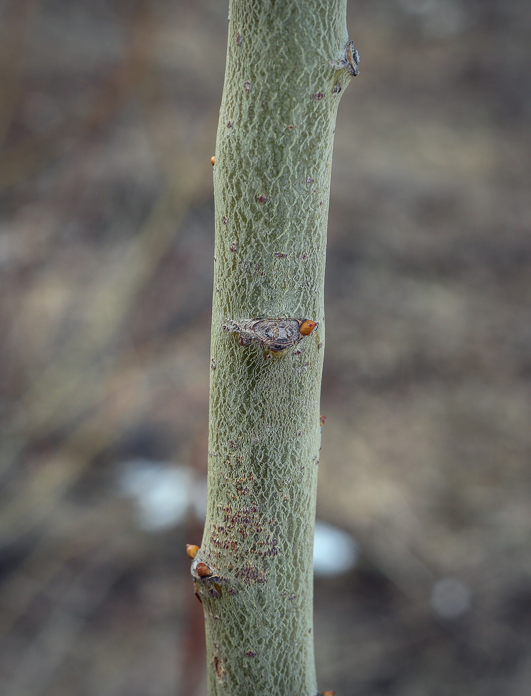 Image of genus Salix specimen.