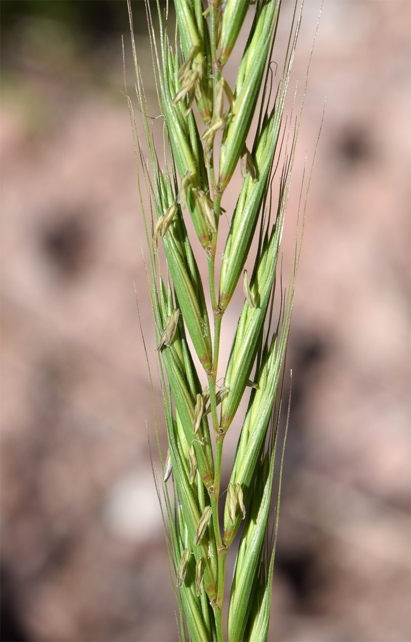 Image of Elymus drobovii specimen.