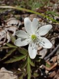 Смотреть изображение Anemone amurensis
