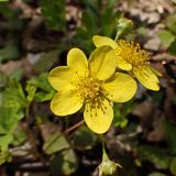 Смотреть изображение Waldsteinia ternata подвид maximowicziana
