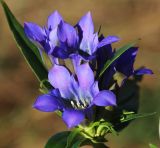 Смотреть изображение Gentiana scabra