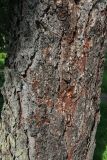 View full-size image Larix decidua