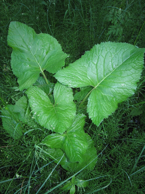 Image of Ligularia lydiae specimen.