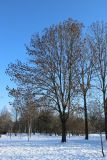 View full-size image Fraxinus excelsior