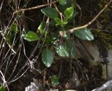 View full-size image Viola oreades