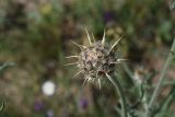 View full-size image genus Centaurea
