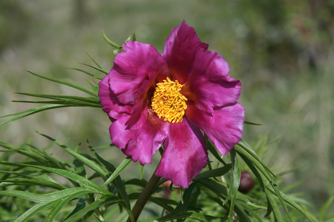 Изображение особи Paeonia hybrida.