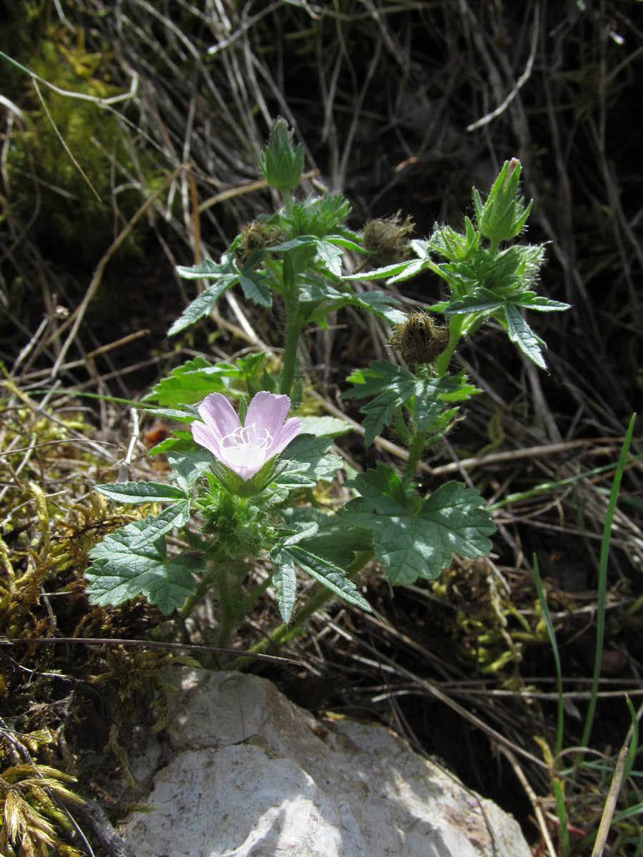 Image of Malva setigera specimen.