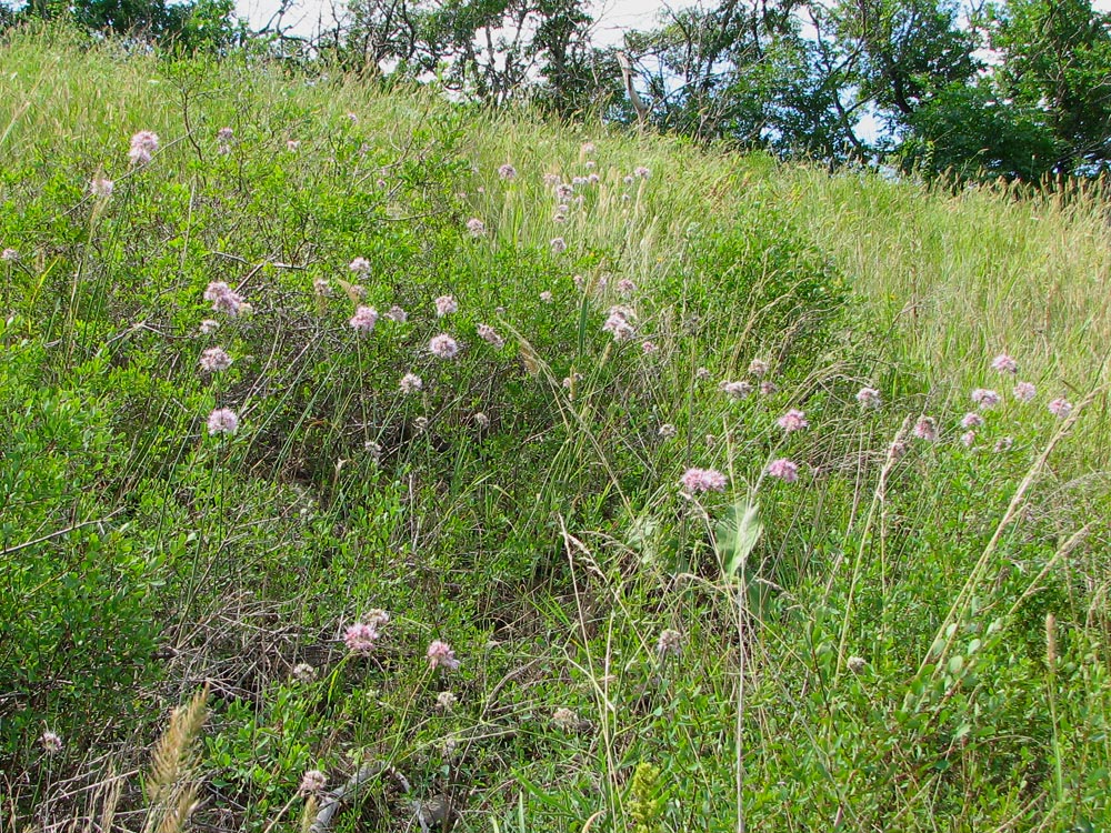 Изображение особи Allium lineare.