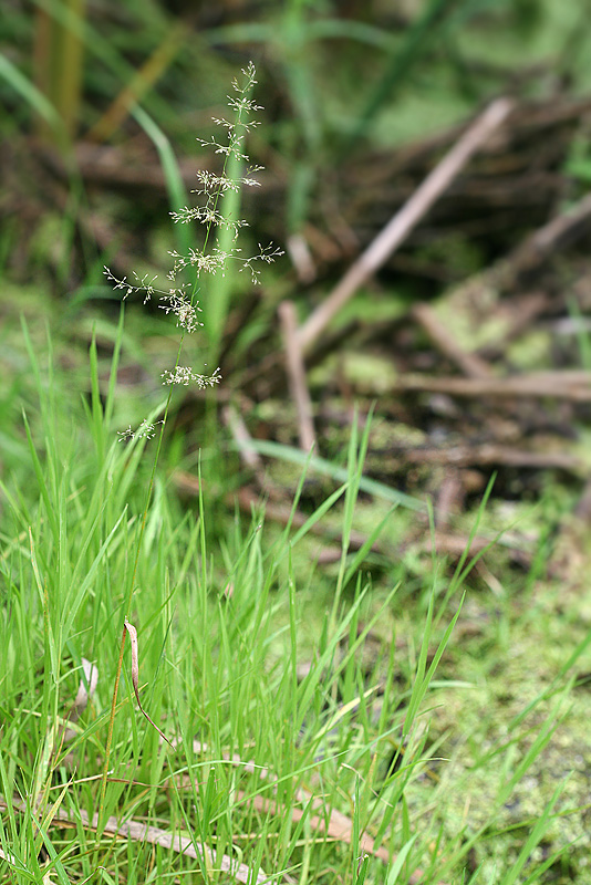 Image of Agrostis stolonifera specimen.