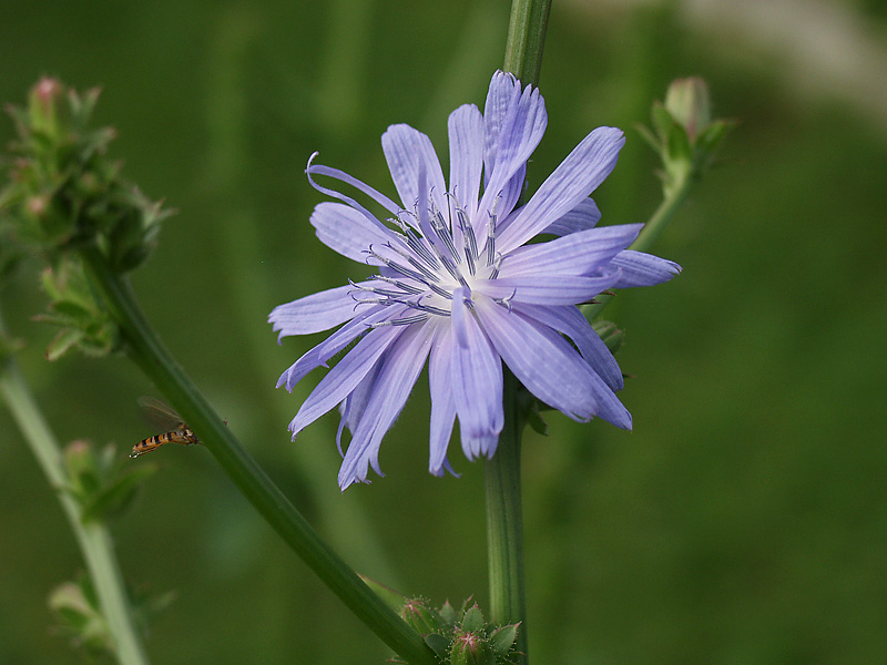 Image of Cichorium intybus specimen.