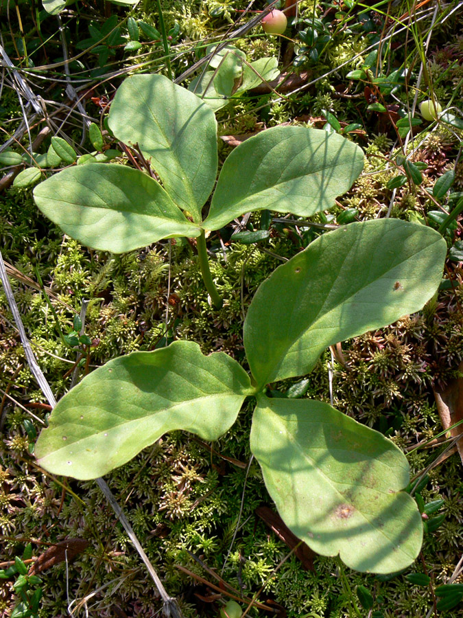 Image of Menyanthes trifoliata specimen.