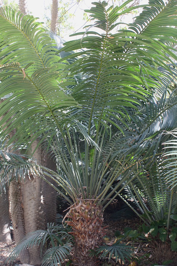 Image of Cycas thouarsii specimen.