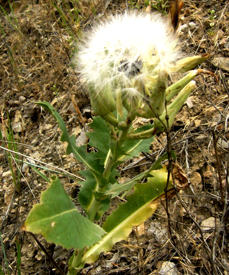 Image of Steptorhamphus linczevskii specimen.