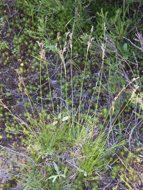 Image of Juncus squarrosus specimen.