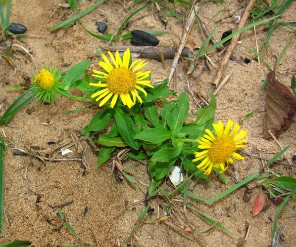 Image of Inula britannica specimen.