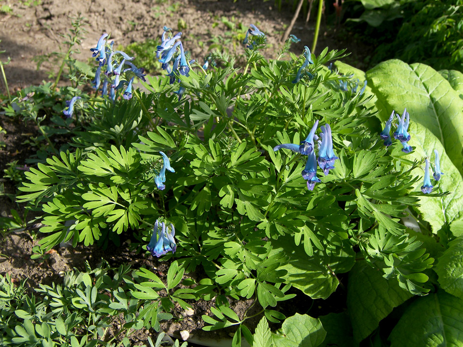 Изображение особи Corydalis turtschaninovii.