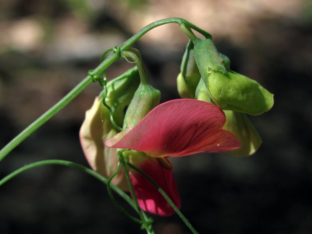 Image of Lathyrus rotundifolius specimen.