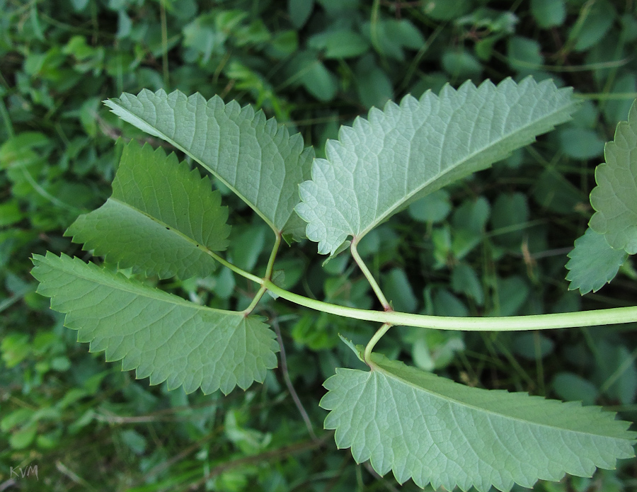 Image of Sanguisorba officinalis specimen.