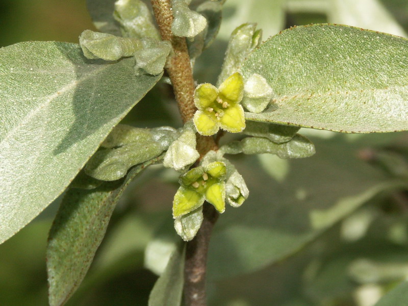 Изображение особи Elaeagnus commutata.