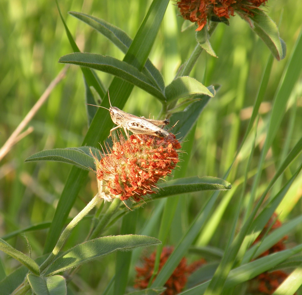 Изображение особи Trifolium alpestre.