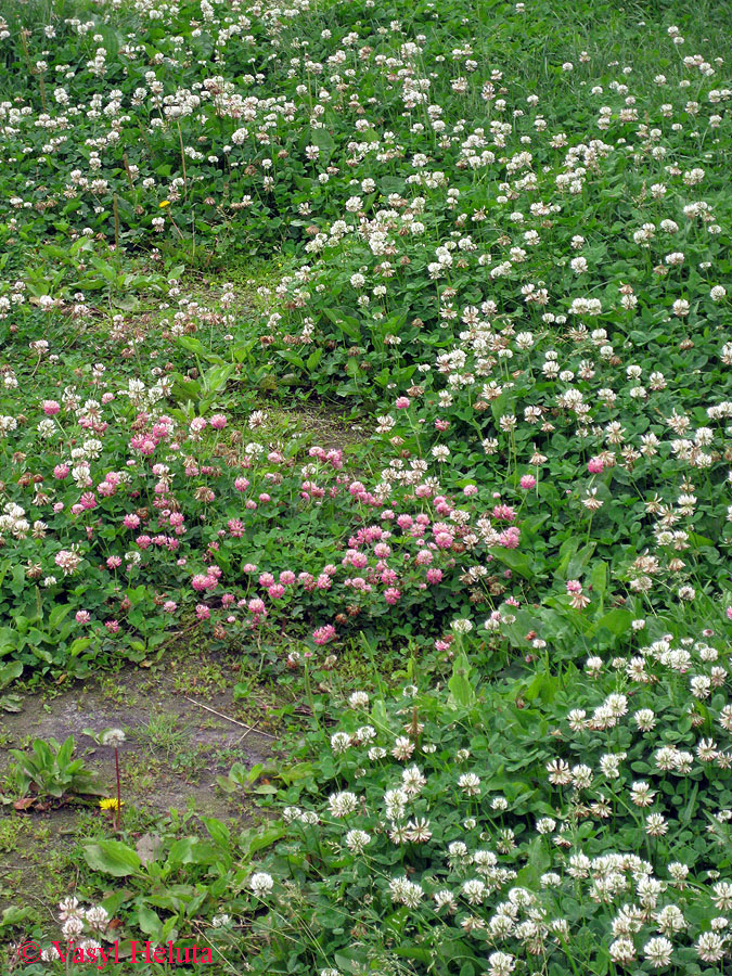 Изображение особи Trifolium hybridum.