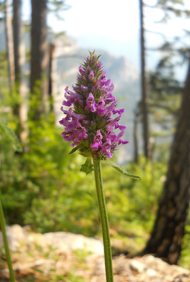 Image of Betonica officinalis specimen.