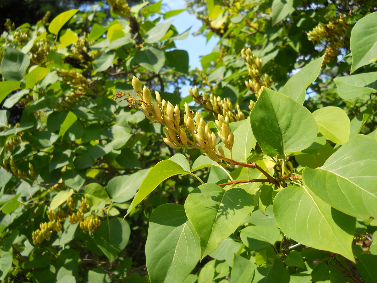 Изображение особи Syringa vulgaris.