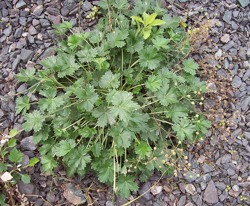 Изображение особи Potentilla intermedia.