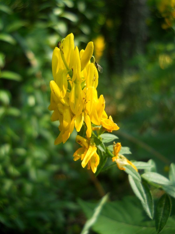 Image of Genista tinctoria specimen.