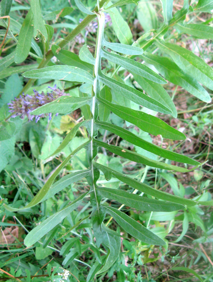 Image of Centaurea apiculata specimen.