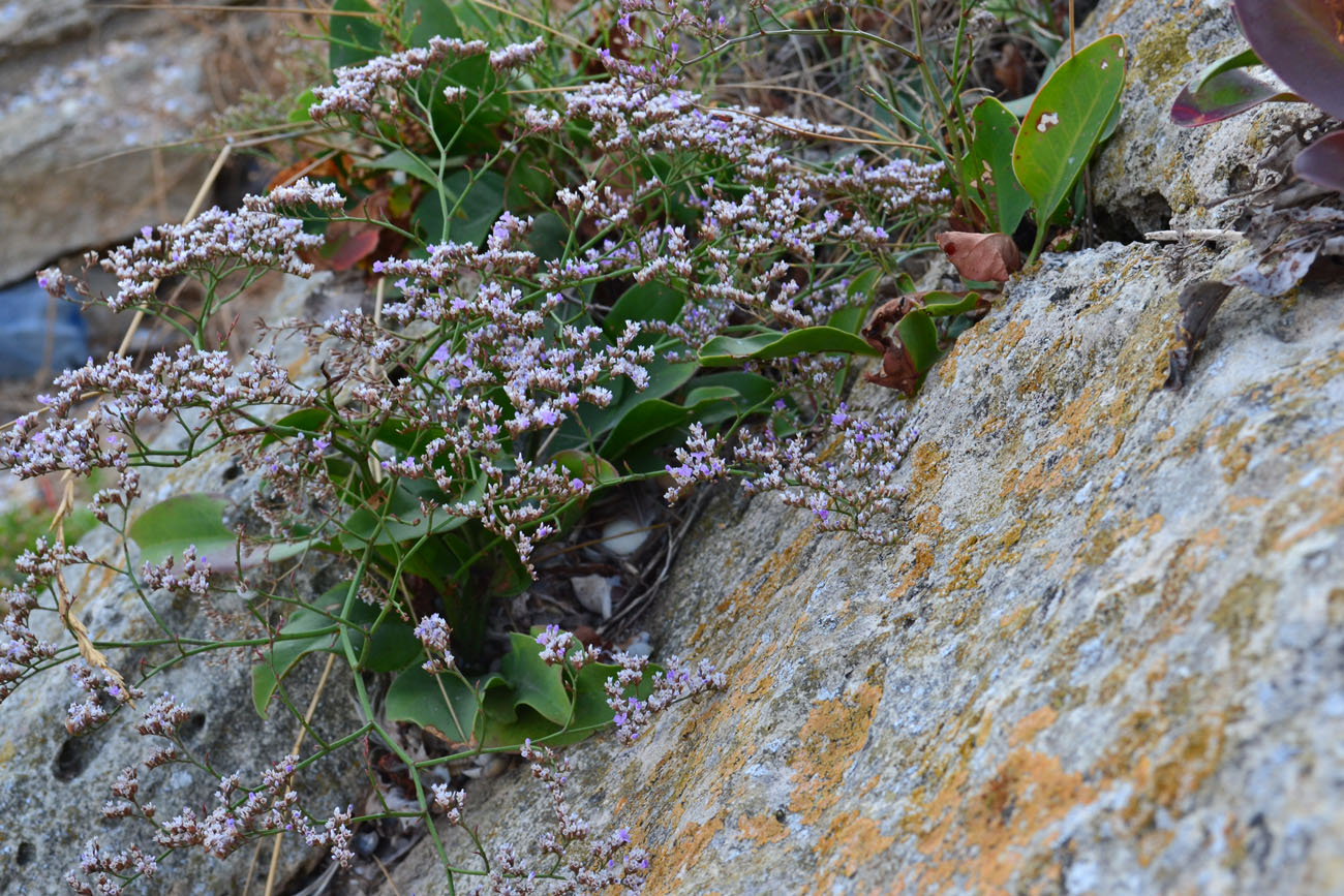 Image of Limonium scoparium specimen.