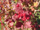 Viburnum opulus