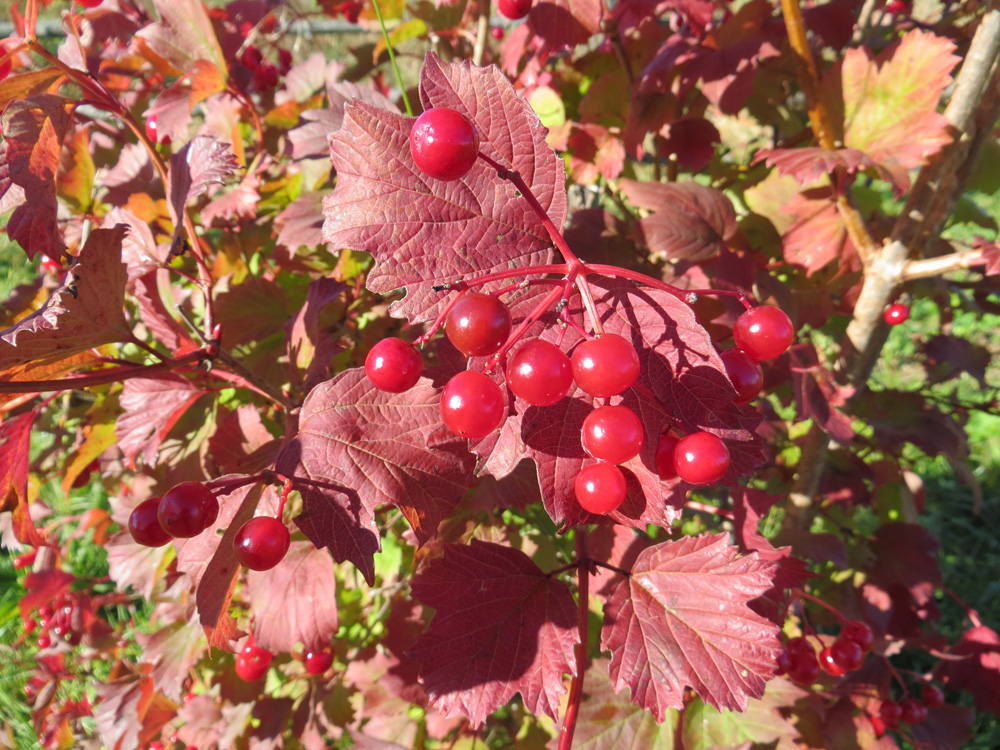 Image of Viburnum opulus specimen.