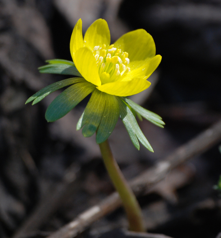 Image of Eranthis hyemalis specimen.